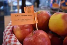 "Targi Otwartości": jabłka w koszyku z karteczkami pt. Tydzień Otwartego Dostępu