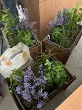 Ogród społeczny „Zielona Przystań” w BUG