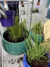Ogród społeczny „Zielona Przystań” w BUG
