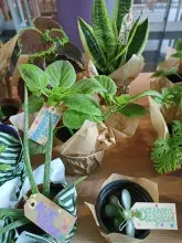 „Poczuj miętę do BUG – adoptuj roślinę”. Relacja z wydarzenia  „Poczuj miętę do BUG – adoptuj roślinę”. Relacja z wydarzenia