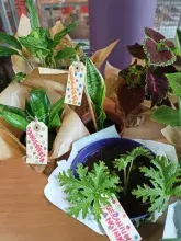 „Poczuj miętę do BUG – adoptuj roślinę”. Relacja z wydarzenia  „Poczuj miętę do BUG – adoptuj roślinę”. Relacja z wydarzenia