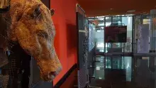 Obrazy ruchome. Wystawa prac Macieja Jarczyńskiego w Bibliotece Głównej UG. Fot. Maciej Jarczyński