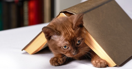 Mały rudawy kotek leży pod książką